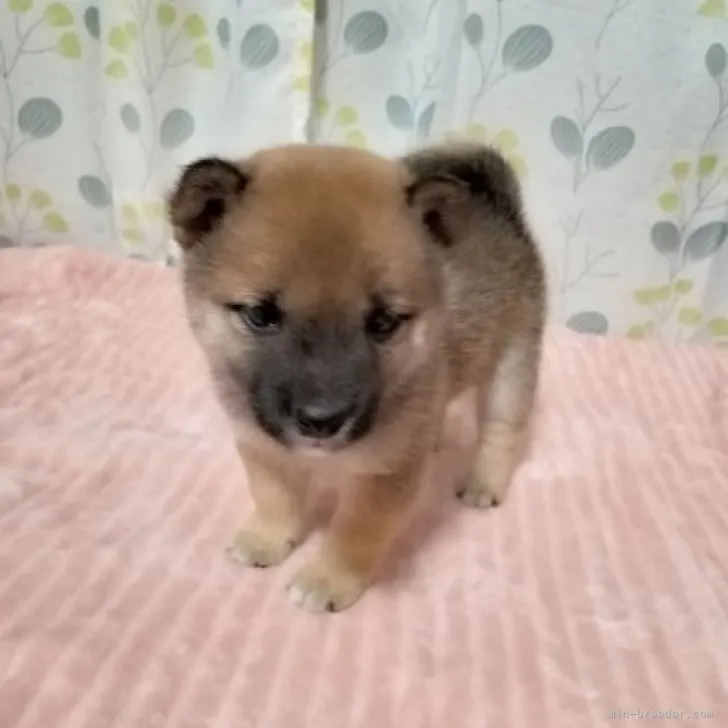 ID:2311-02699の子犬