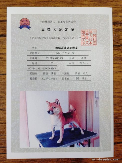 柴犬【・男の子・2022年9月13日・赤】