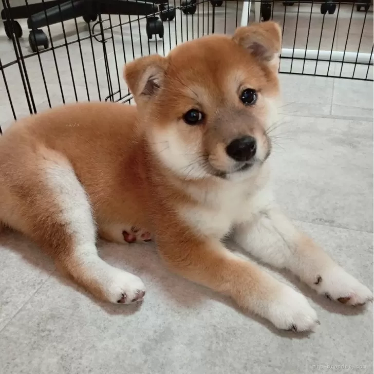 ID:2312-05296の子犬