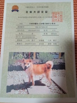 千葉】八木 貴子(やぎ たかこ)ブリーダー｜みんなのブリーダー
