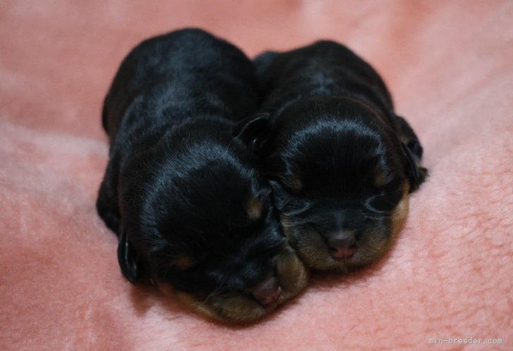 ジャヤウィーラ寿江ブリーダーのブログ：ロットワイラーの女の子 生まれました☺️