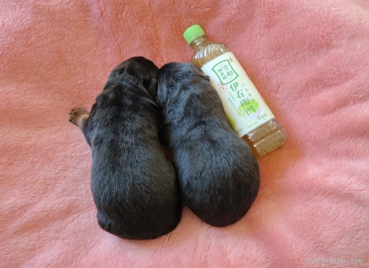 ジャヤウィーラ寿江ブリーダーのブログ：ロットワイラーの赤ちゃん 生後１週間🍼