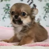 チワワ(ロング)【千葉県・男の子・2025年8月24日・セーブル】の写真6