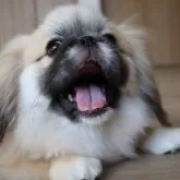 ペキニーズ【千葉県・女の子・2025年5月15日・フォーン】の写真4