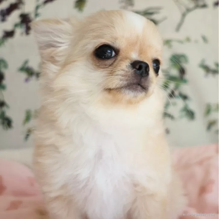 ID:2410-03256の子犬