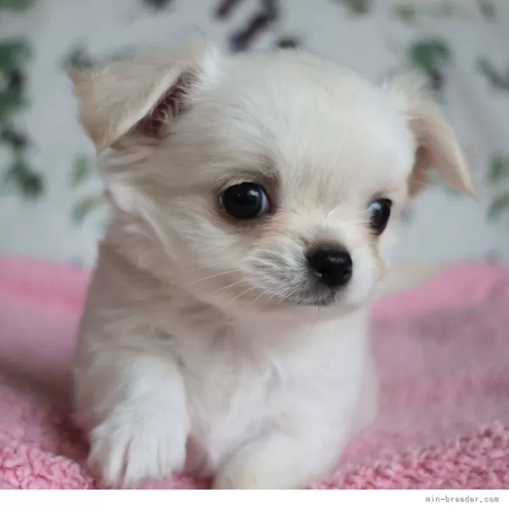 ID：2509-04509の子犬