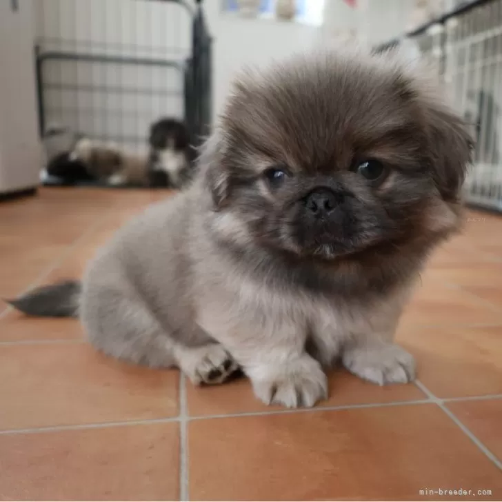 K.N 様のお迎えした子犬