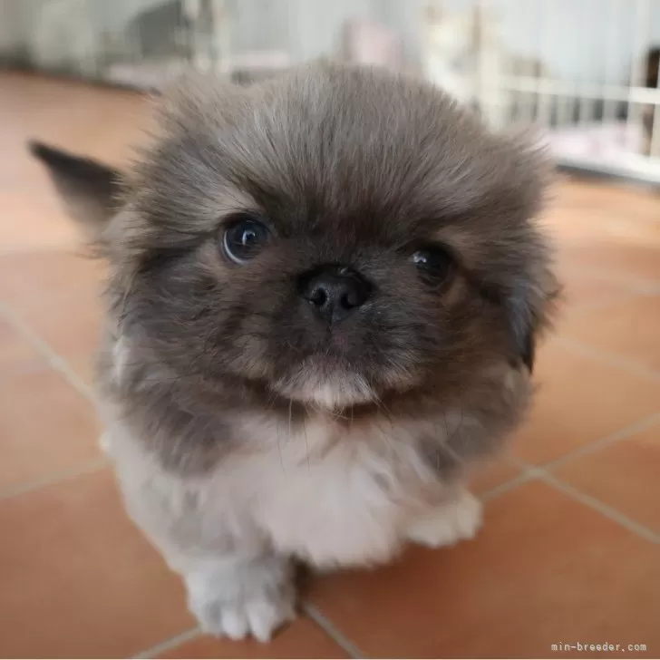 S.W 様のお迎えした子犬