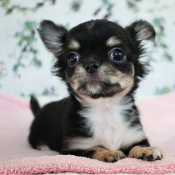 チワワ(ロング)【千葉県・女の子・2025年8月24日・ブラックタン&ホワイト】の写真「🎀人懐っこくて可愛らしい女の子です😍」