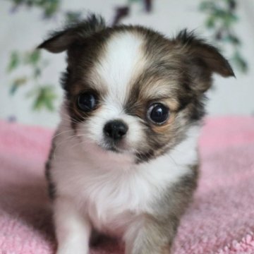 チワワ(ロング)【千葉県・男の子・2025年7月31日・レッド&ホワイト】の写真「ママ似で可愛らしいお顔の男の子です😍」