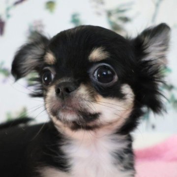 チワワ(ロング)【千葉県・女の子・2025年8月24日・ブラックタン&ホワイト】の写真「🎀人懐っこくて可愛らしい女の子です🎄✨」