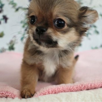 チワワ(ロング)【千葉県・男の子・2025年8月24日・セーブル&ホワイト】の写真「✨甘えん坊くんです💕」