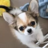 チワワ(ロング)