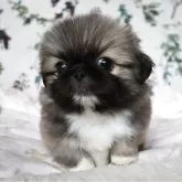 ペキニーズ