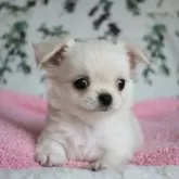 チワワ(ロング)