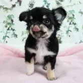 チワワ(ロング)【千葉県・女の子・2025年8月24日・ブラックタン&ホワイト】の写真10