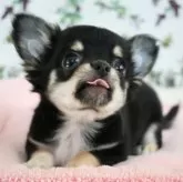 チワワ(ロング)【千葉県・女の子・2025年8月24日・ブラックタン&ホワイト】の写真2