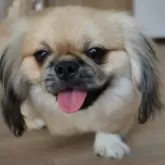 ペキニーズ【千葉県・男の子・2025年5月15日・フォーン】の写真5