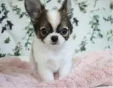 チワワ(ロング)【千葉県・男の子・2025年8月7日・レッド&ホワイト】の写真9