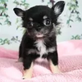 チワワ(ロング)【千葉県・女の子・2025年8月7日・ブラックタン&ホワイト】の写真6