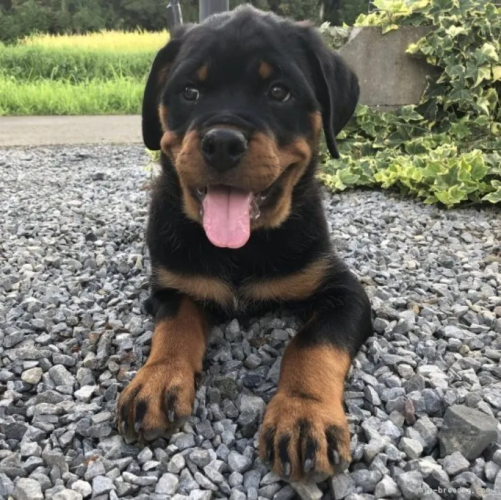 ID：2307-05168の子犬