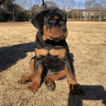 ロットワイラー【千葉県・男の子・2022年10月24日・ブラック&タン】の写真「遊ぶのが大好きな男の子です！」
