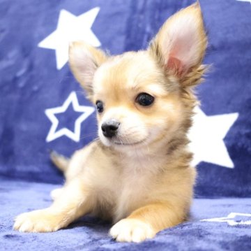 チワワ(ロング)【千葉県・男の子・2024年3月18日・セーブル】の写真「おとなしくて性格のかわいい男の子💕💕」