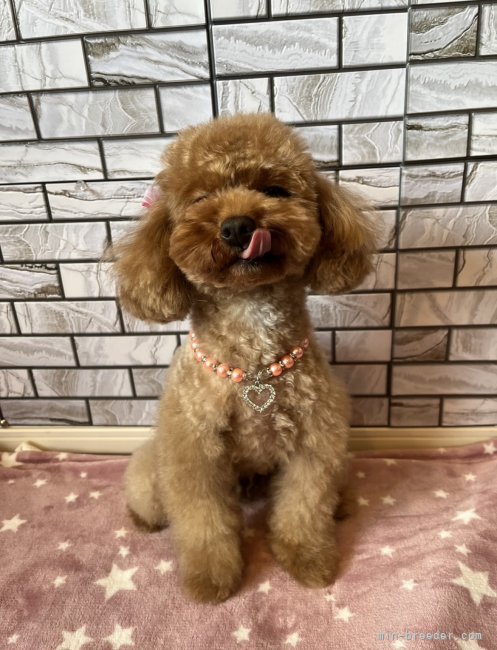 マリーちゃん🥰｜伊藤　貴昭(いとう　たかあき)ブリーダー(東京都・トイプードルなど・JKC登録)の紹介写真9