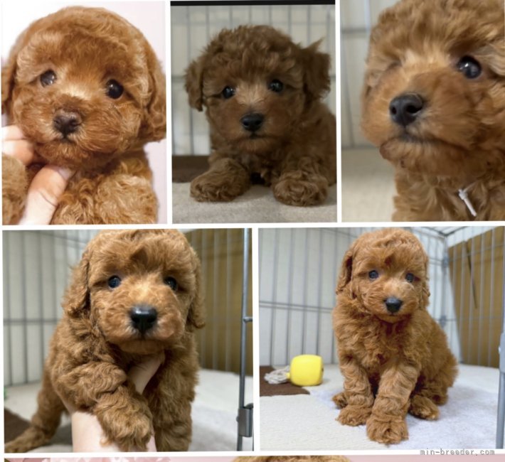 伊藤貴昭ブリーダーのブログ：お値段お安くしております。6/15日まで