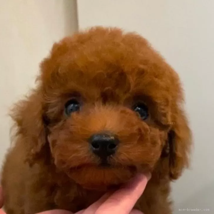 yupi 様のお迎えした子犬