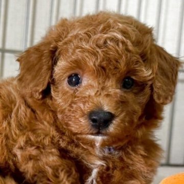 ティーカッププードル【東京都・男の子・2025年4月14日・レッド】の写真「顔立ちの良い赤ちゃんが生まれました。」