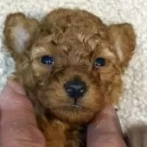 ティーカッププードル