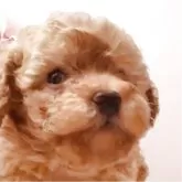 ティーカッププードル