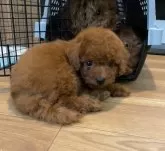 ティーカッププードル【東京都・男の子・2024年11月5日・レッド】の写真8「くつろぎポーズ😍」