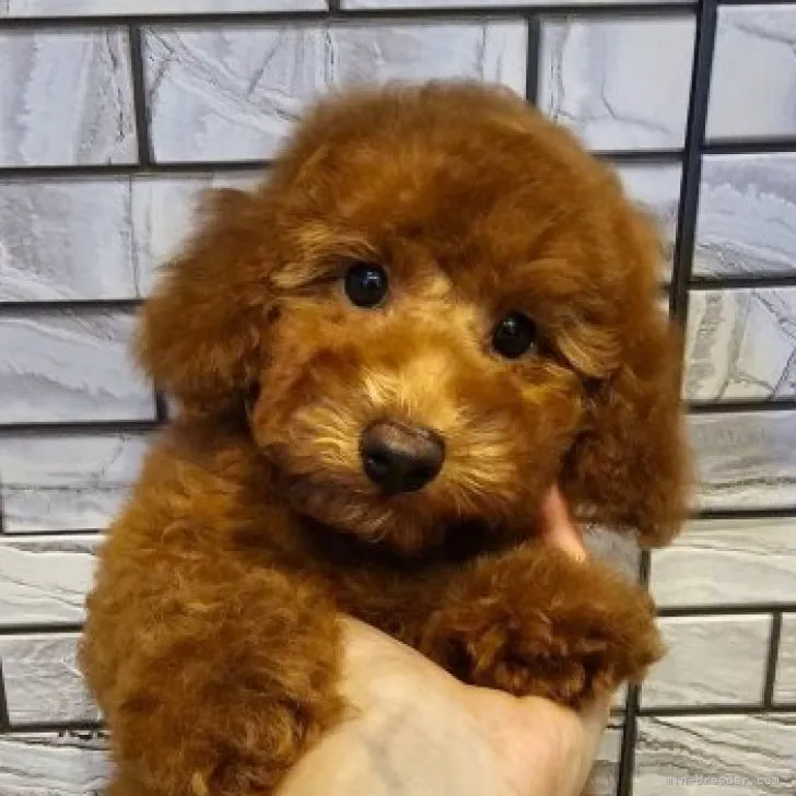 ID:2306-03864の子犬