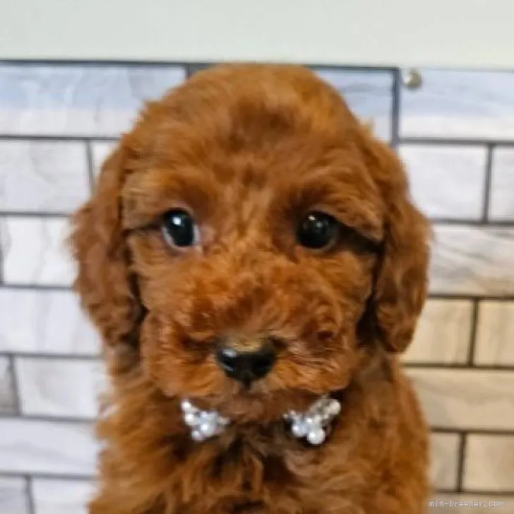 ID:2306-00806の子犬