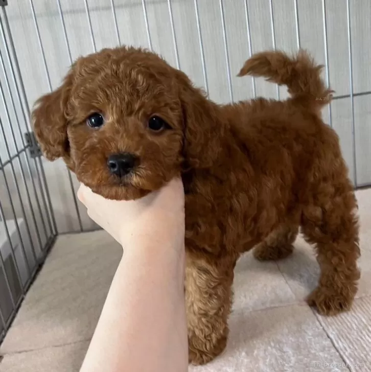 M.M 様のお迎えした子犬