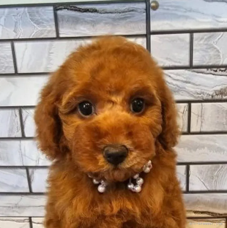 ID:2306-00817の子犬