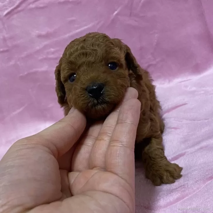 メィーナ 様のお迎えした子犬