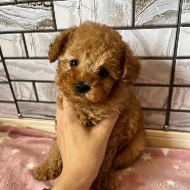 ID：2208-00471の子犬