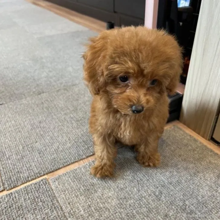 ID：2211-01335の子犬