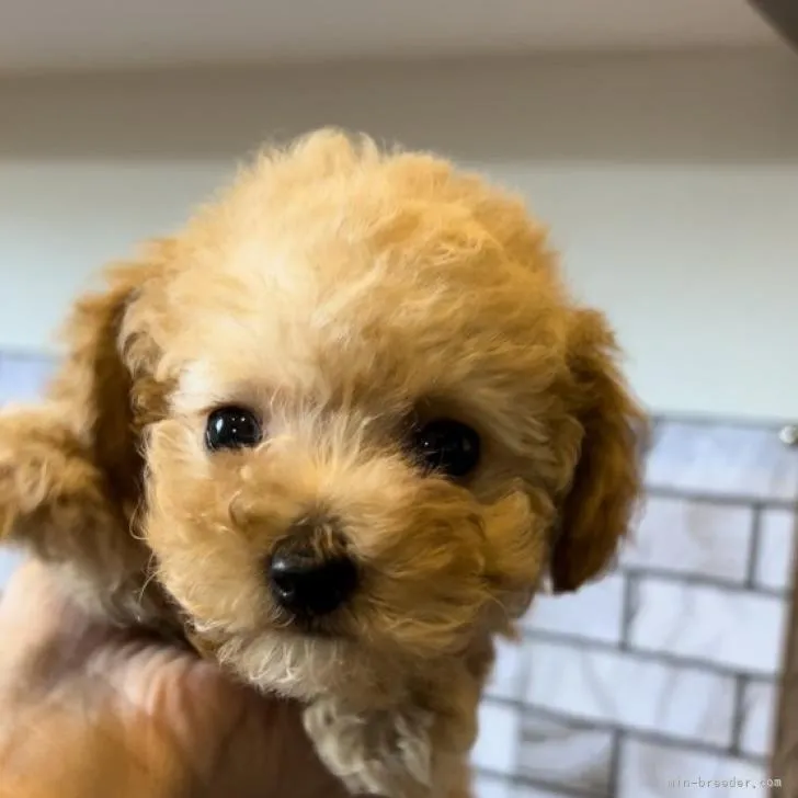 ID:2206-01592の子犬