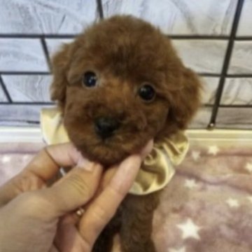 トイプードル(ティーカップ)【東京都・女の子・2023年5月6日・レッド】の写真「美人さんのおチビちゃん😍」