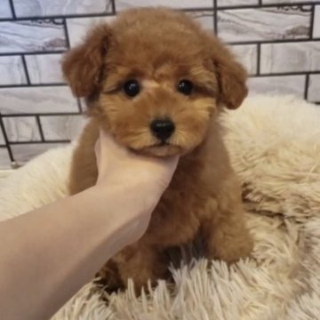 トイプードル(タイニー)【東京都・女の子・2022年12月14日・レッド】の写真「母犬似の美人さん🥰」