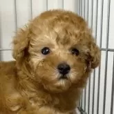 ティーカッププードル【東京都・女の子・2024年8月27日・レッド】の写真1「とっても可愛いプリンセス✨」