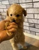タイニープードル【東京都・男の子・2022年5月11日・アプリコット】の写真2「7/6日撮影❣️ 父犬、母犬似として生まれてきたワンチャンはイケメンくんです😁ら」