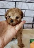 ティーカッププードル【東京都・男の子・2022年5月11日・レッド】の写真2「6/21撮影❣️ 父犬、母犬似として生まれてきたワンチャンはイケメンくんです😁」
