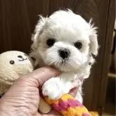マルチーズ