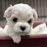 マルチーズ