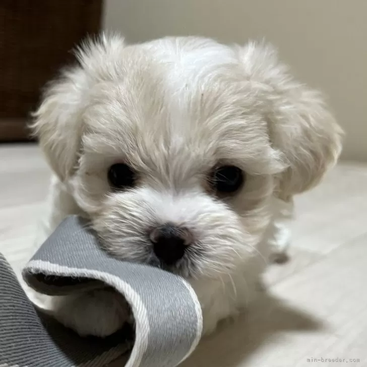 ID:2406-02931の子犬